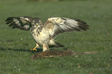 buse variable