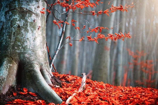 Fototapeta Autumn nature scene. Fantasy fall landscape. Beautiful autumnal park with bright red leaves and old trees