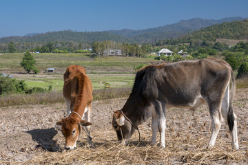 Cow in a Field in Pai, Thailand