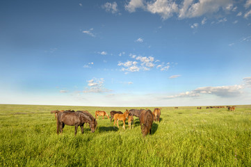 Fototapeta premium A herd of wild horses shown on Water island in atmospheric Rostov state reserve