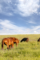 A herd of wild horses shown on Water island in atmospheric Rostov state reserve