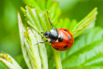 Ladybug Insect on Leaf Macro
