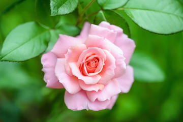 Beautiful Rose Flower on Natural Green Background