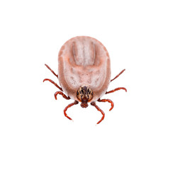 Encephalitis Virus or Lyme Disease Infected Tick Arachnid Insect Isolated on White