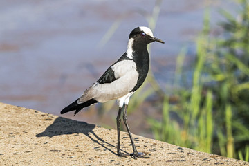 Single Blacksmith Plover at Imfolozi Hluhluwe Game Reserve