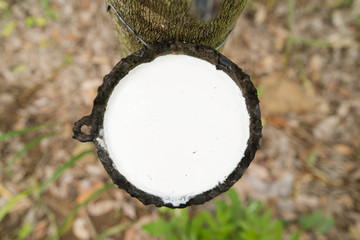 THAILAND BURIRAM AGRICULTURE RUBBER TREE