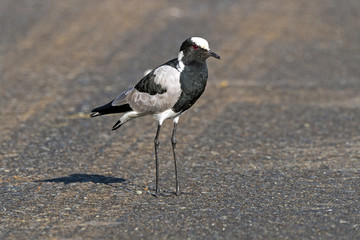 Single Blacksmith Plover at Imfolozi Hluhluwe Game Reserve