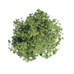 Pine tree top view path selection