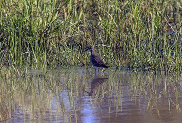 Spotted Wild Thick-Knee Bird Standing in Water