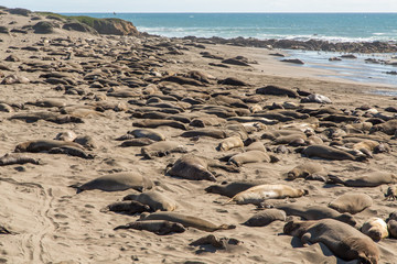 Fototapeta na wymiar Sea Lions Sunbathing on the Beach at Piedras Blancas, Central Coast, California