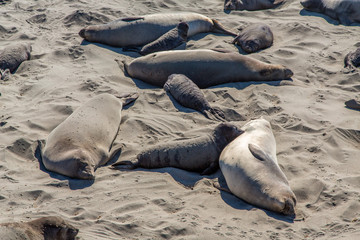Elephant Seals Soaking up the Sun on the Beach at Piedra Blancas, Central Coast, California