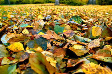 Ковёр из листьев