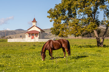 Bucolic Scene with Horse Grazing in a Lush Green Pasture Near a Small Chapel, Central Coast Area, California © Jill Clardy