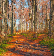 Pathway in the forest in autumn