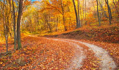 Obraz premium Droga w lesie jesienią