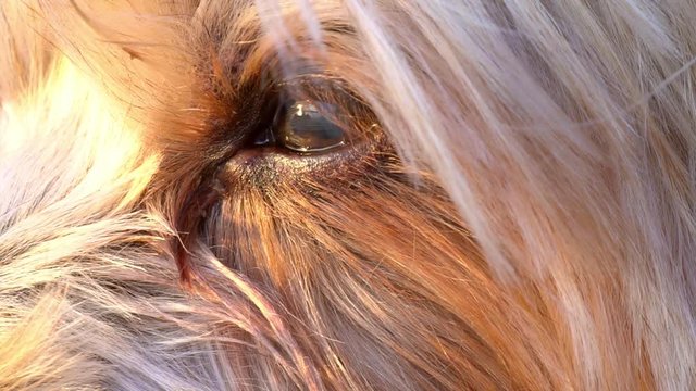 close-up of dog's eye macro detail, Yorkshire Terrier brown dog, warm colors sunset