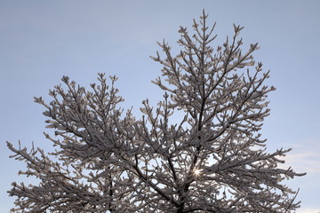 Spring Snow, End of Winter, Blue Sky