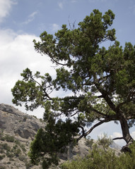 Crimean mountains. Karaul-Oba