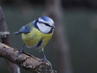 Eurasian blue tit (Cyanistes caeruleus)