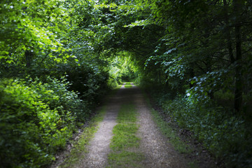 Obraz premium Piękna zielona droga