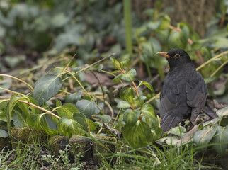 Male blackbird in the garden