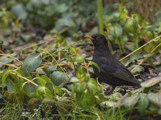 Male blackbird in the garden