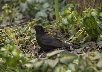Male blackbird in the garden