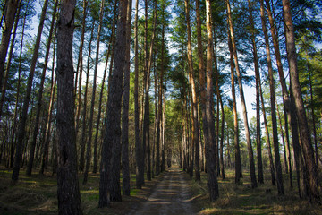 Obraz premium sunny morning and road in the forest