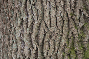 old oak bark texture background