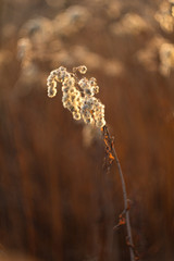 An old dry flower, a dried plant grass reeds in the spring after winter.