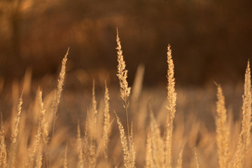 An old dry flower, a dried plant grass reeds in the spring after winter.