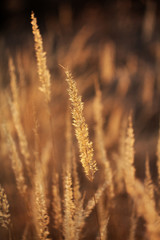 Fototapeta premium An old dry flower, a dried plant grass reeds in the spring after winter.