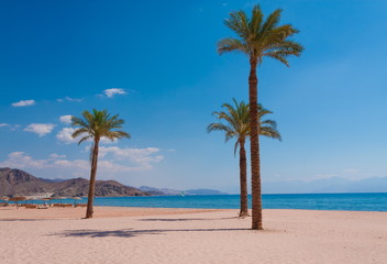 Egypt. Red sea day. Beach, sea, palms