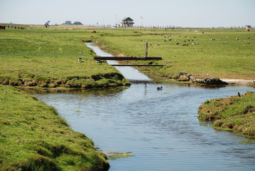 A ditch on the Hallig Hooge, Germany