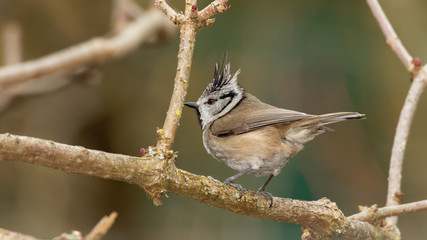Obraz premium European crested tit