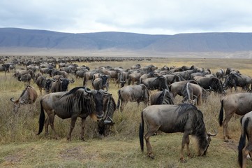Wildebeast migration Serengeti