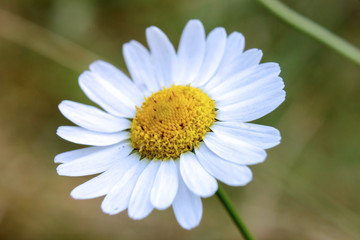 Close up of a white daisy in grass