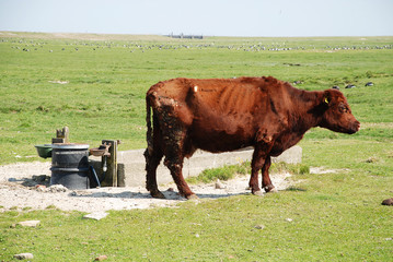 A cow on the Hallig Hooge, Germany. © Olaf