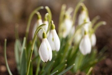 First spring flower Snowdrop (Galanthus nivalis), sometimes also referred to as snowdrops white or...