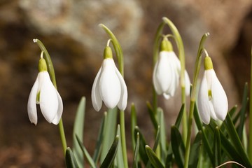 First spring flower Snowdrop (Galanthus nivalis), sometimes also referred to as snowdrops white or...