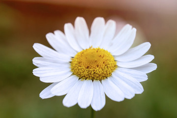 Obraz premium Chamomiles and green grass in the nature