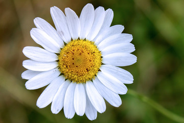 Fototapeta premium Chamomiles flower a green grass background