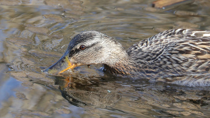 Ánade Real en el Parque de las Llamas en Santander, Cantabria