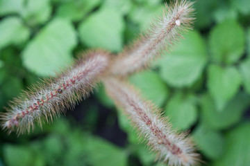 foxtail. View from above