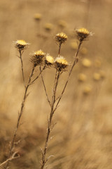 Fototapeta na wymiar An old dry flower, dried thistle in spring after winter.