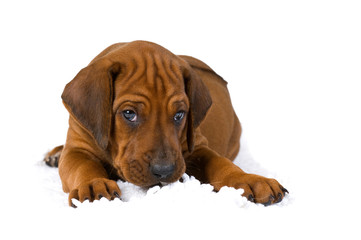 Müder Welpe isoliert auf weißem Grund