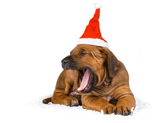 Gähnender Welpe mit Weihnachtsmütze isoliert auf weißem Grund