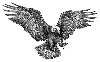 black and white engrave isolated eagle illustration