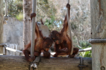 Two Juvenile Orangutans Playing / Baby Animals Friends 