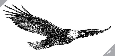 black and white engrave isolated eagle vector illustration